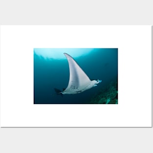 Manta ray (C002/9079) Posters and Art